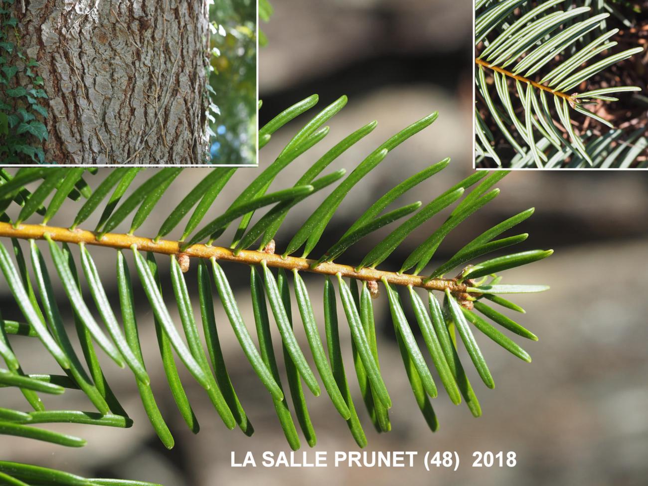 Fir, Douglas leaf